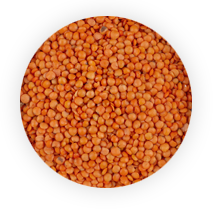 Greek Lentils, the benefits of a traditional dish.